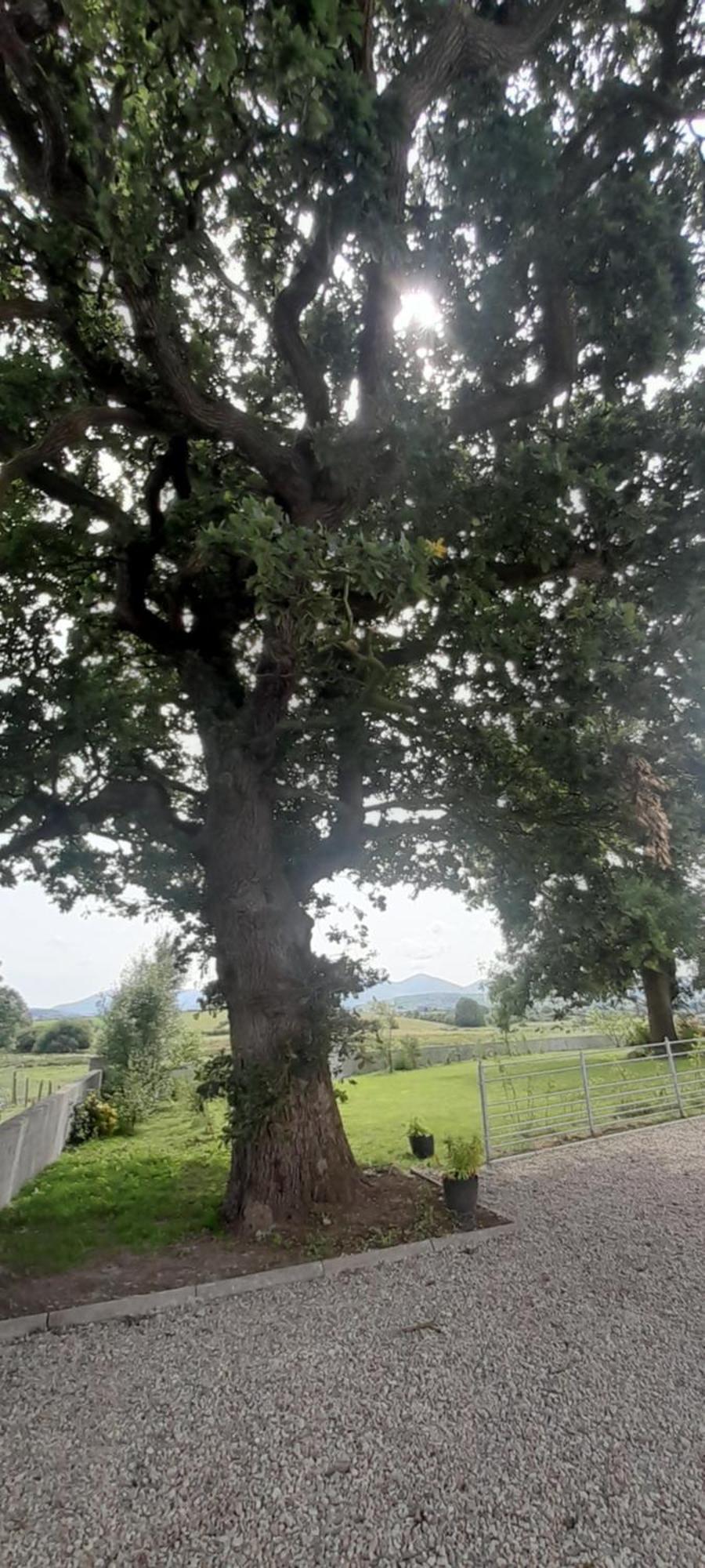 Oaktree Manor Villa Castlewellan Exterior photo